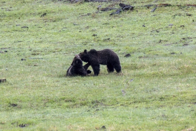 Grizzly Bears Fairy Falls Parking Lot 2025